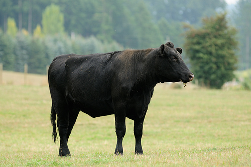 Black Cow Animal Standing Stills