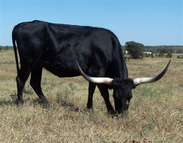 Black Cow Wallpaper