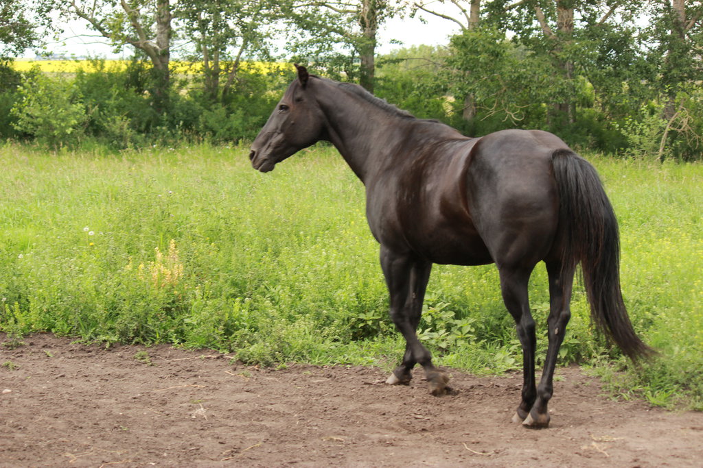 Black Horse Animal Desktop Wallpaper