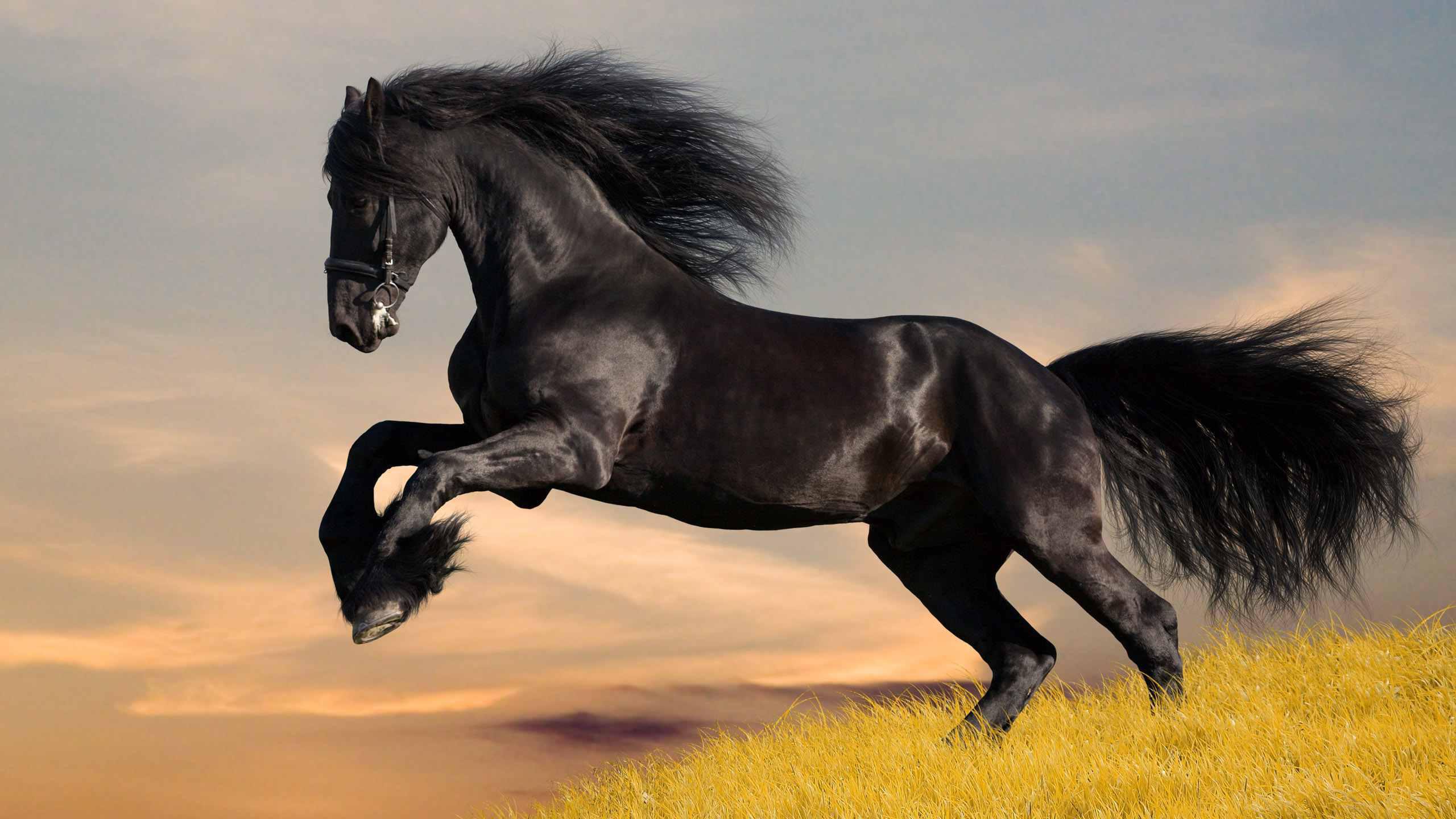 Black Horse Animal Pictures