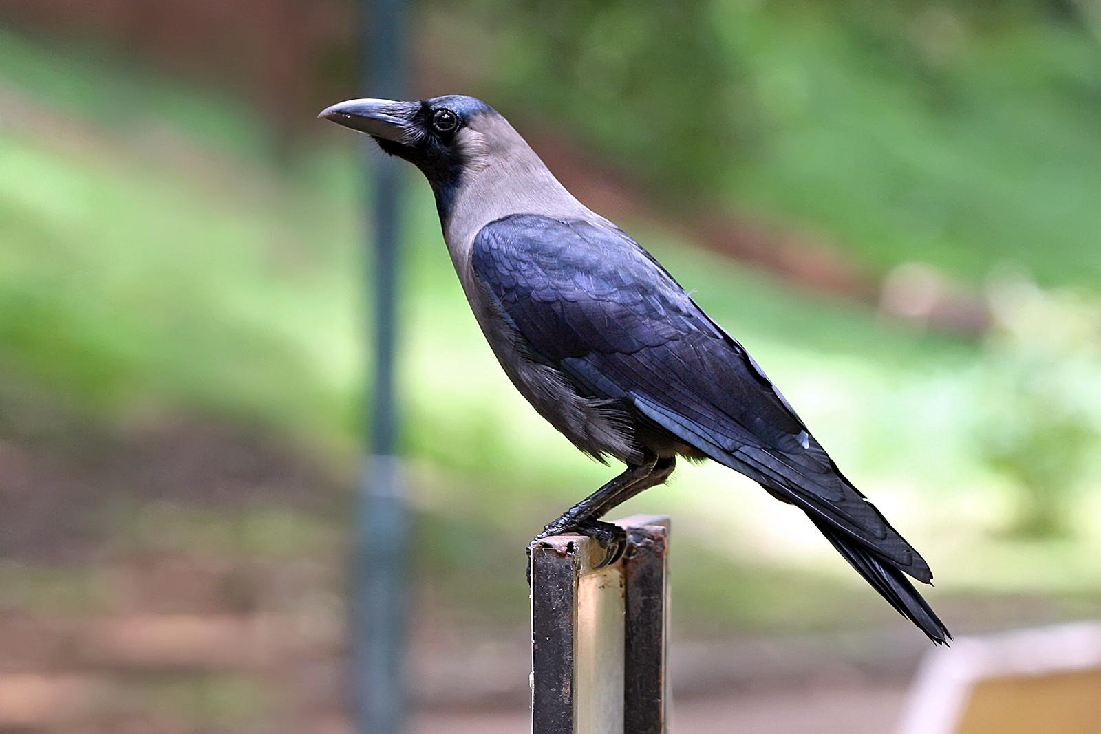 Corvus Bird Pictures