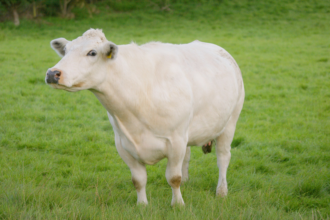 Cow White Color Image