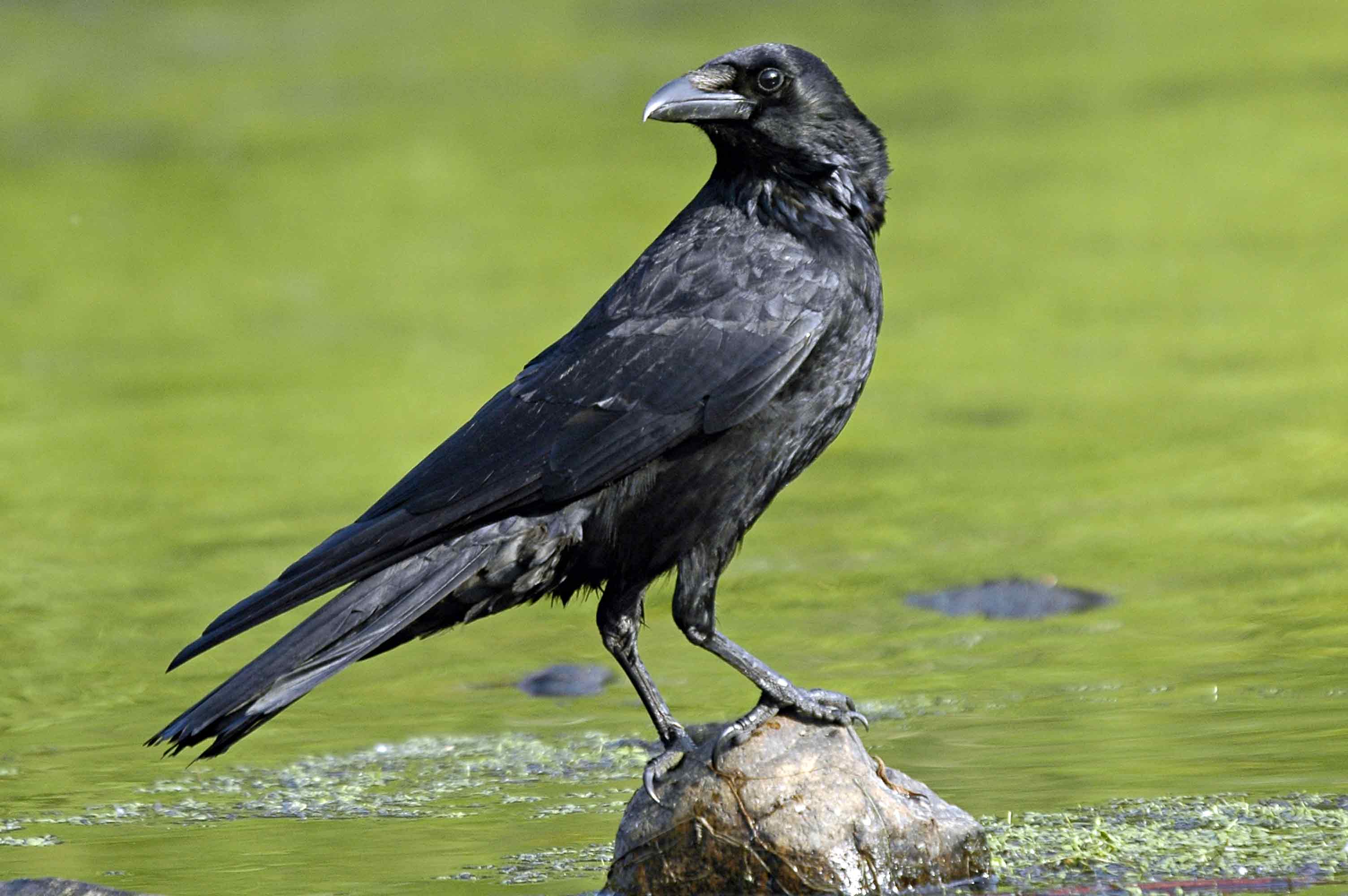 Crow Bird Pictures