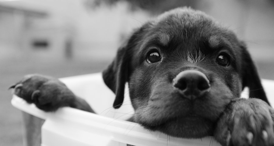 Cute Black Dog Face Pictures