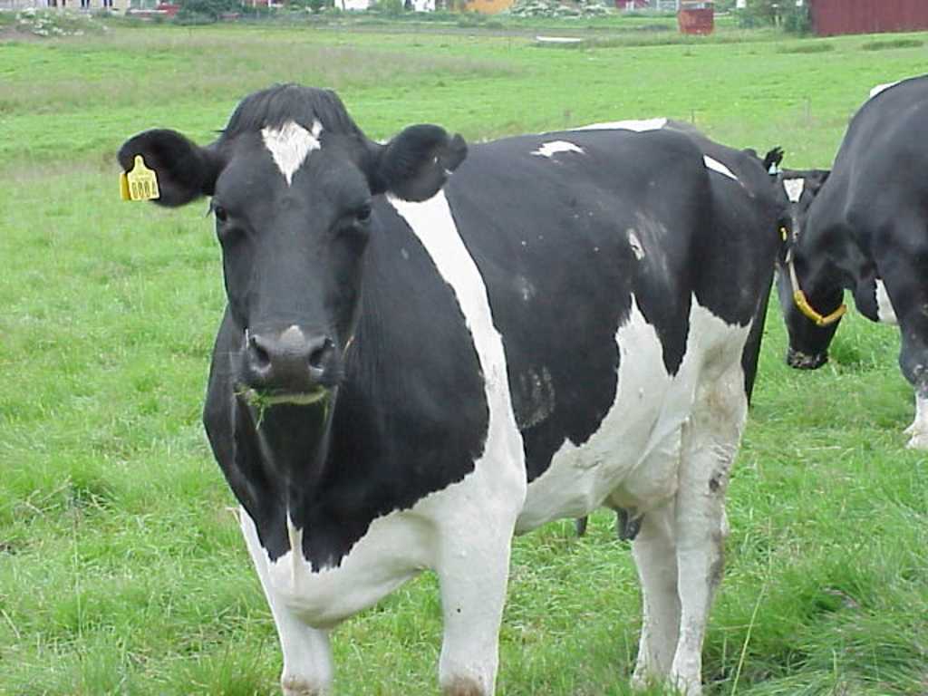 Cute Face Black White Cow