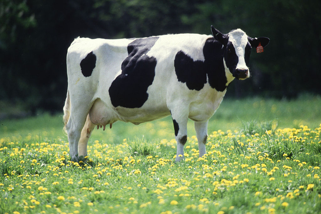 Female White Black Cow Photos