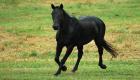 Black horse slideshow