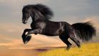 Black horse picture