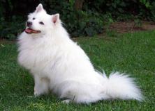 white dog pictures