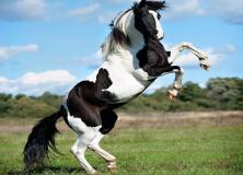 white and black horse pictures