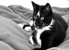 black and white cat pictures