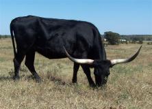 black cow pictures