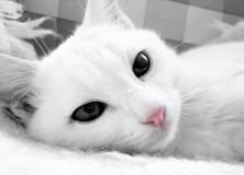 white cat pictures