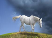white horse pictures