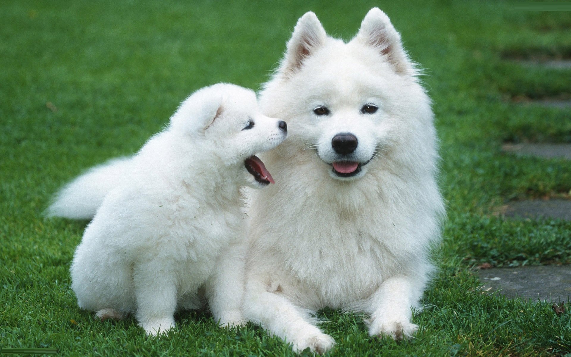 Two White Dog Photos