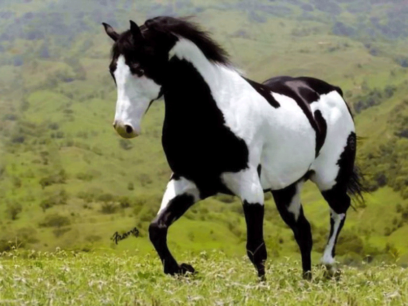 White And Black Horse Wallpaper