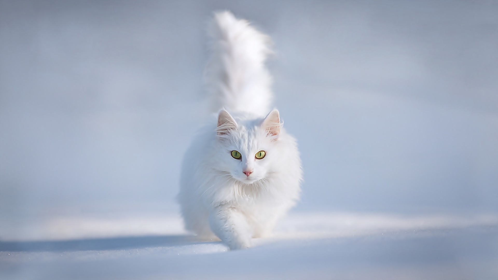 White Cat Animal Running Wallpaper