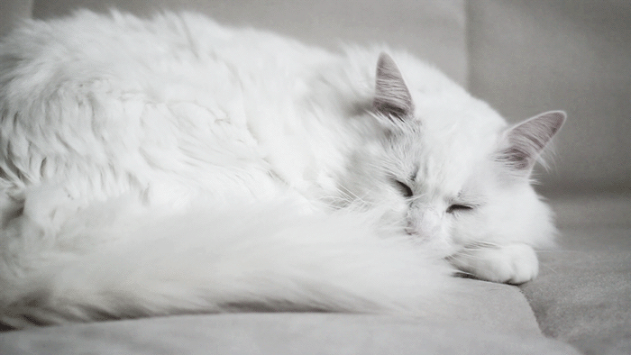 White Cat Animal Sleeping Pictures