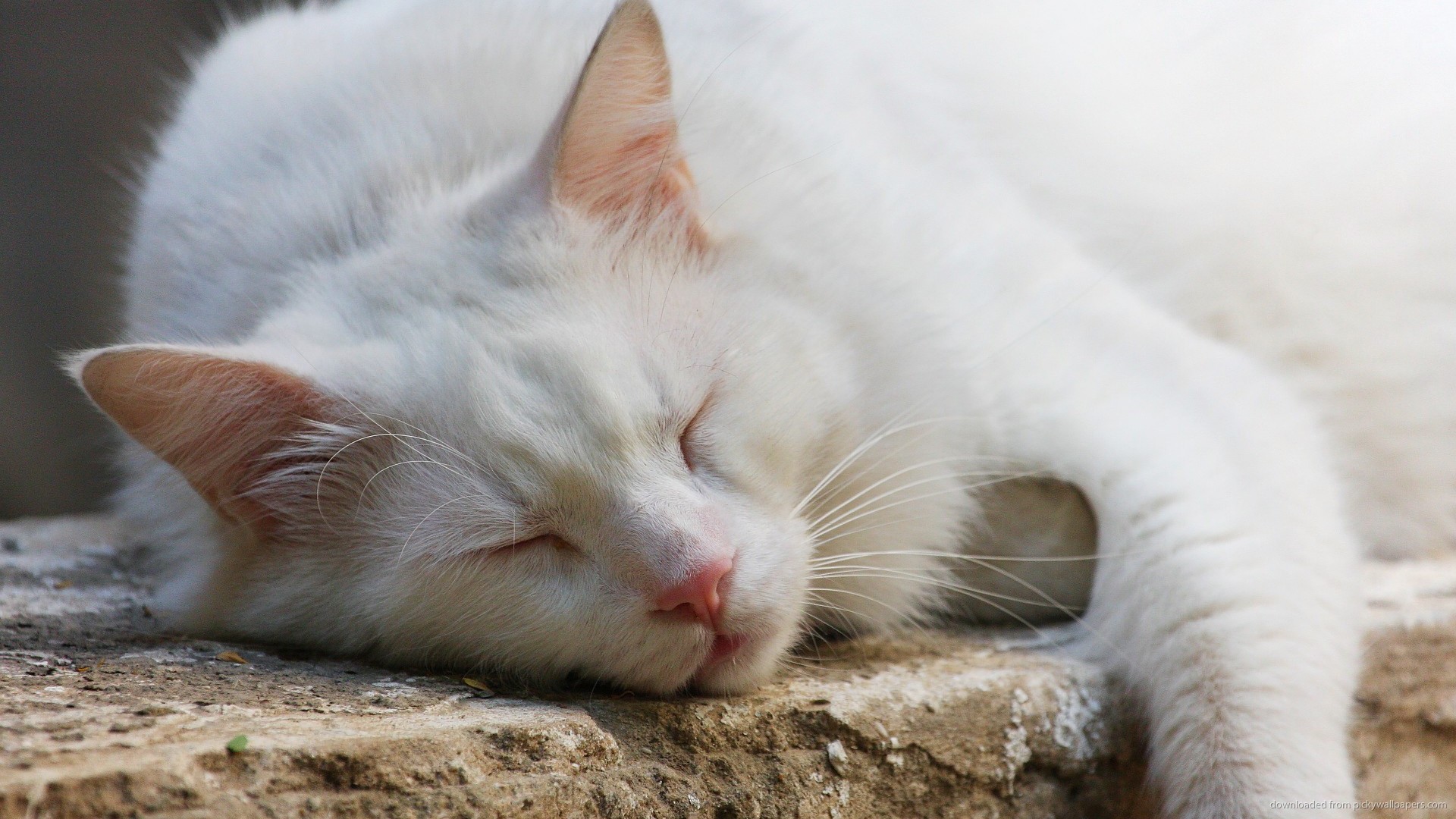 White Cat Animal Sleeping