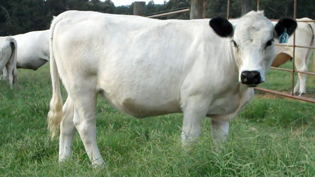 White Cow Photos