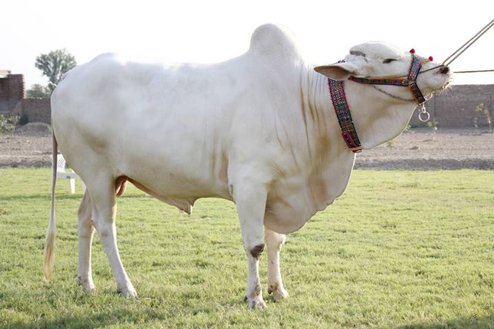 White Cow Pictures