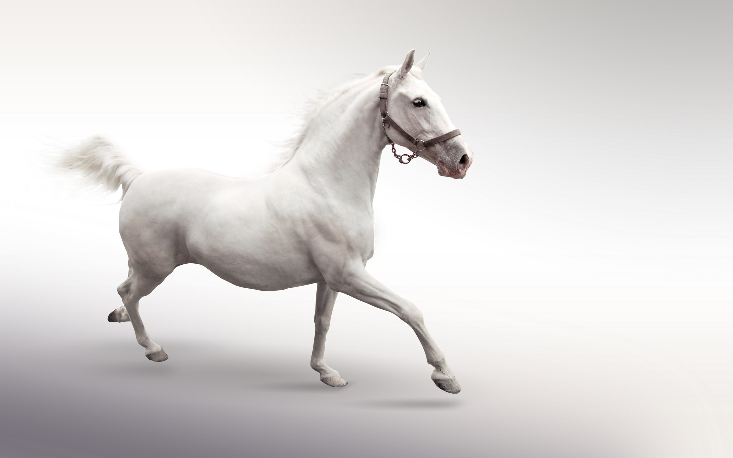 White Horse Animal Pictures
