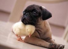 chick with dog pictures