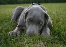 gray dog pictures