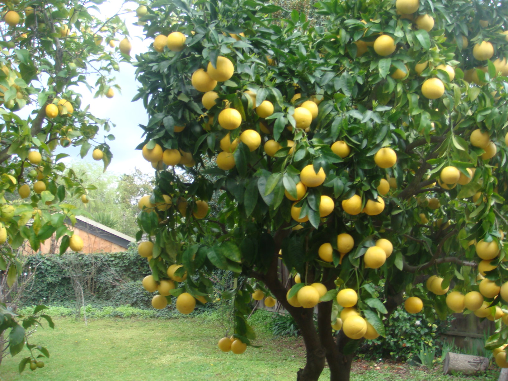 Lemon Tree Pictures