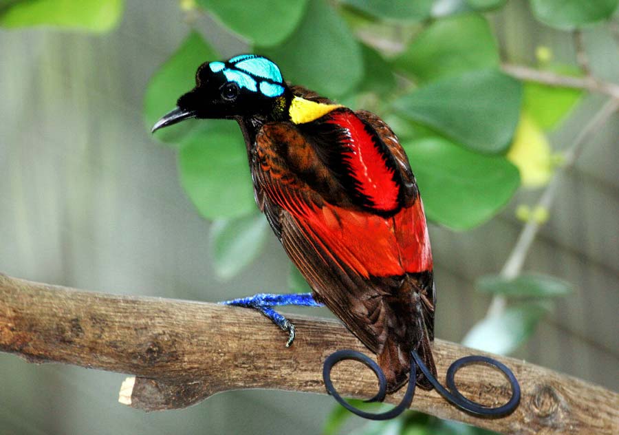 Birds Of Paradise Desktop Photos