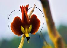 birds of paradise pictures