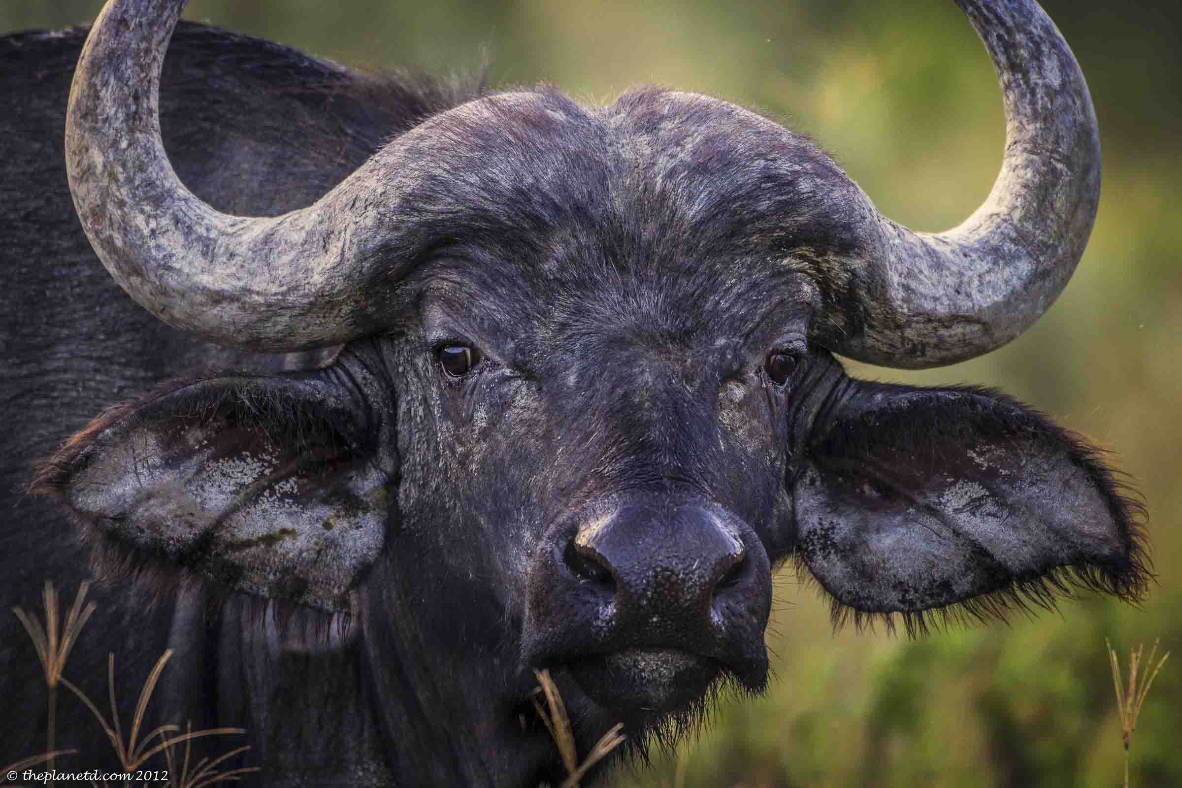 African Buffalo Face Pictures