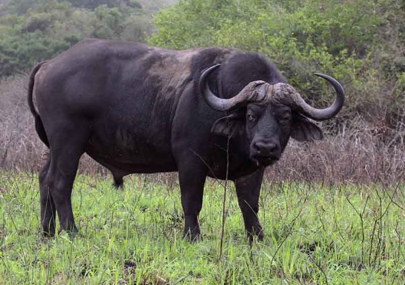 African Buffalo Animal Pictures.