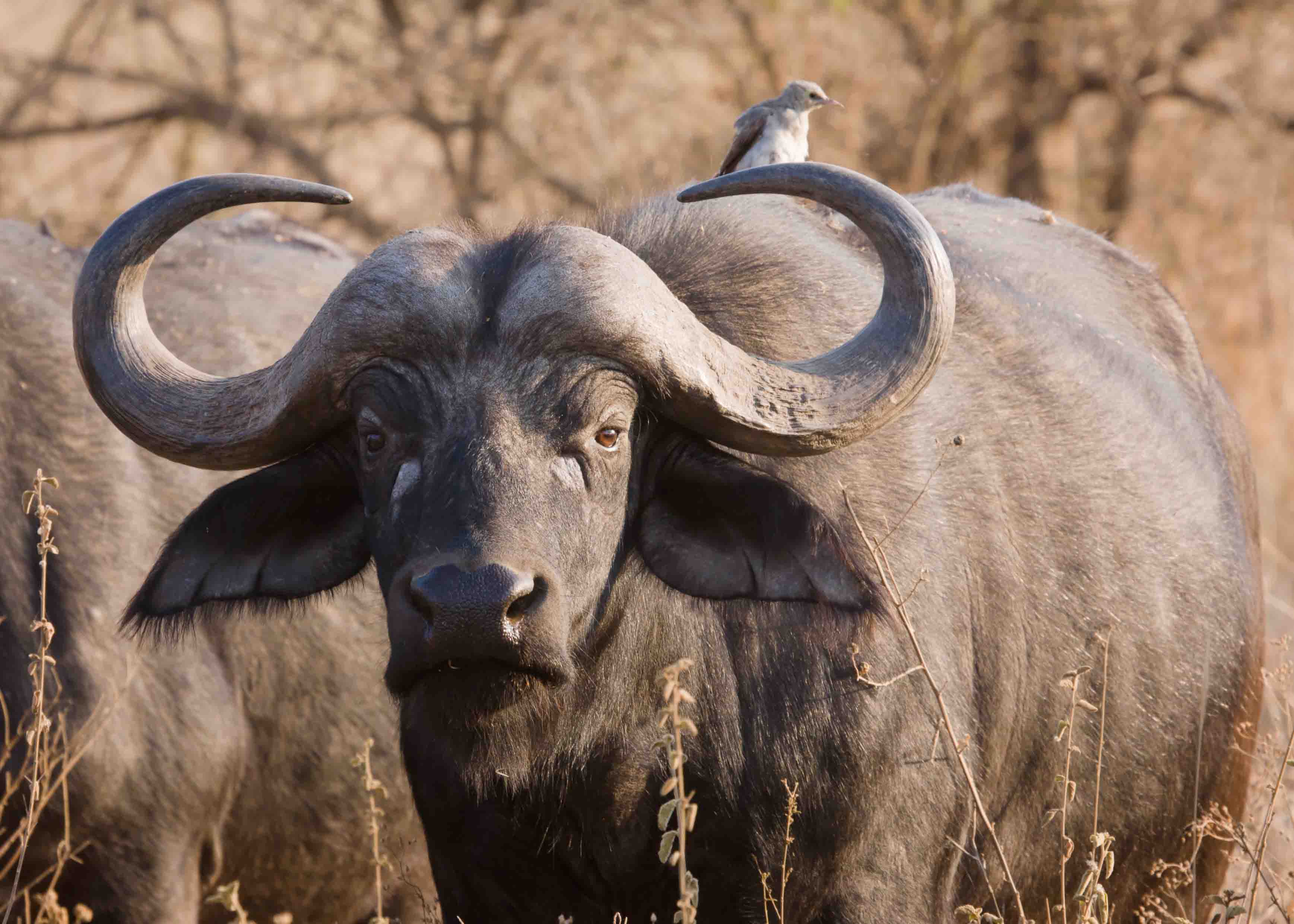 African Buffalo Images