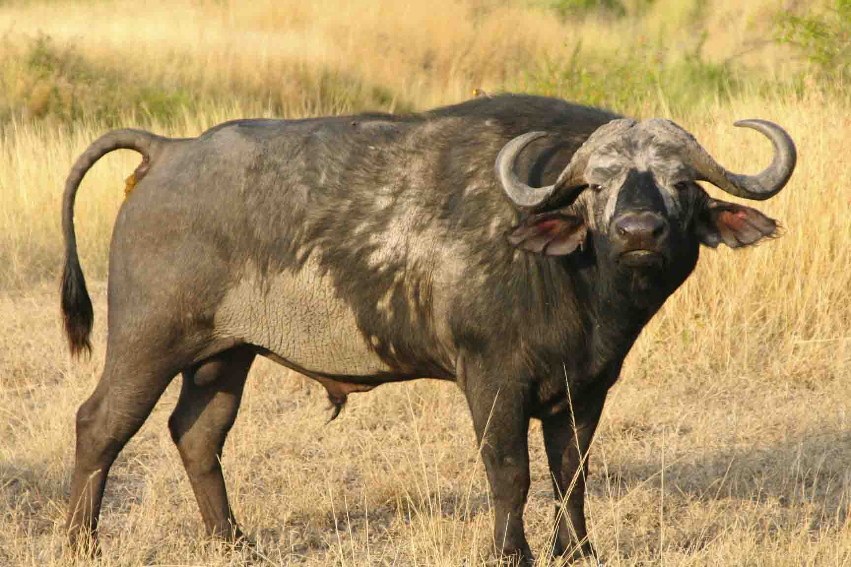 African Buffalo New Images