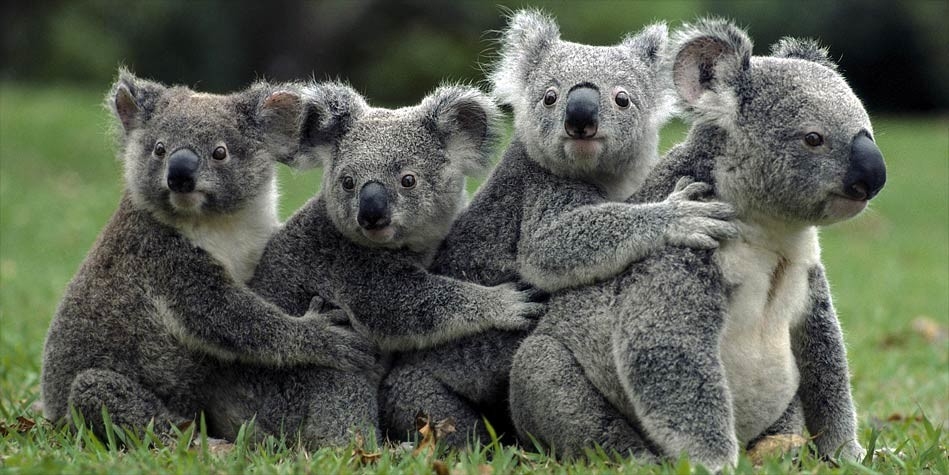 Animal Koala Group Photos