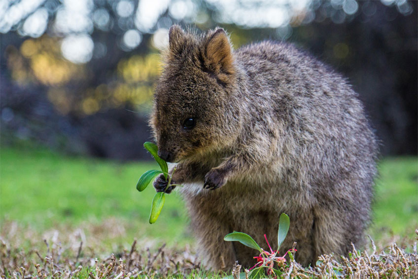 Australian Animal Quokka Pics