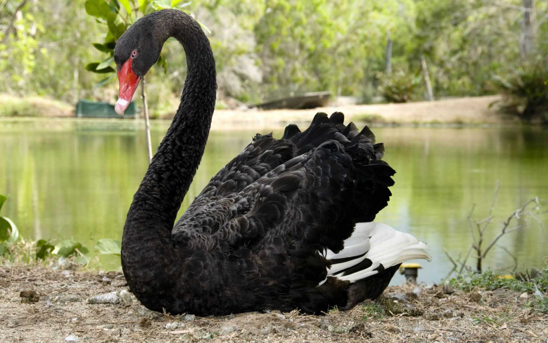 Australian Birds Black Swan Images