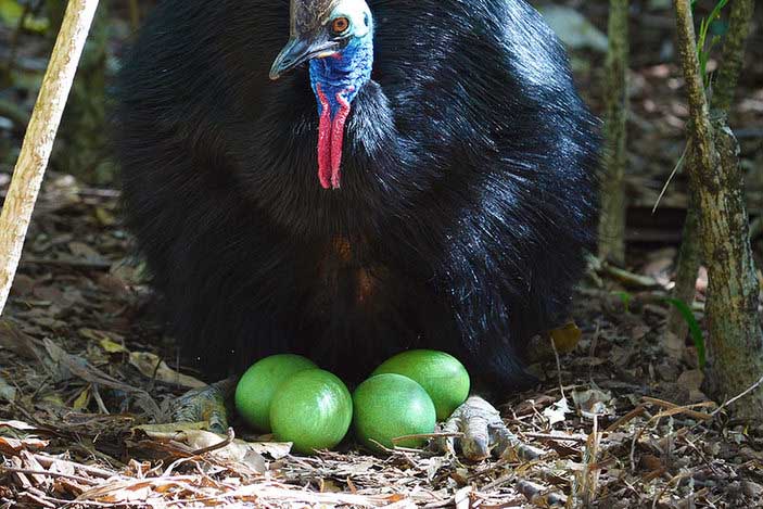 Australian Birds Cassowary Egg Photos