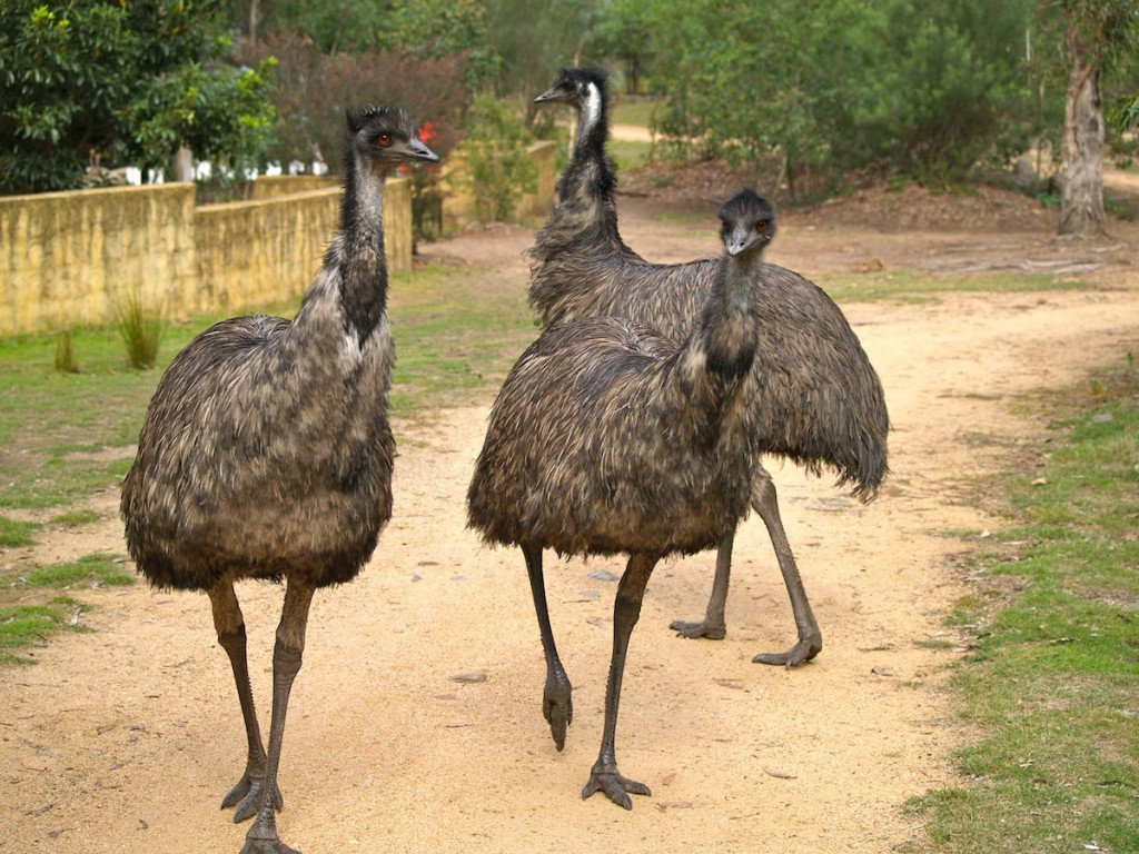 Australian Emu Group Photos
