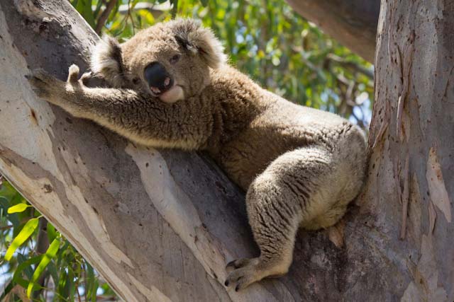 Australian Koala Animal Pictures