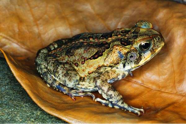 Baby Cane Toad Stills