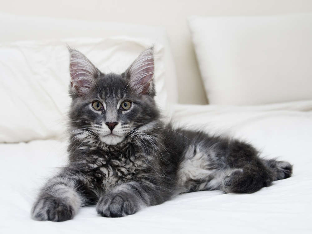 Baby Maine Coon Pictures