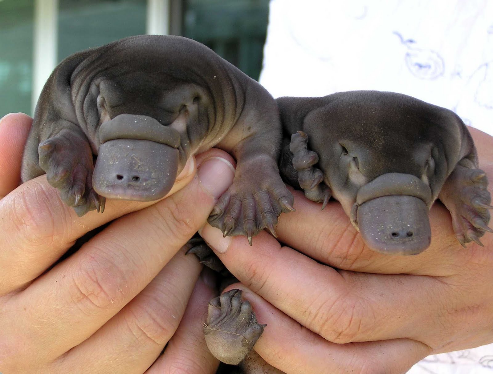 Baby Platypus Photos