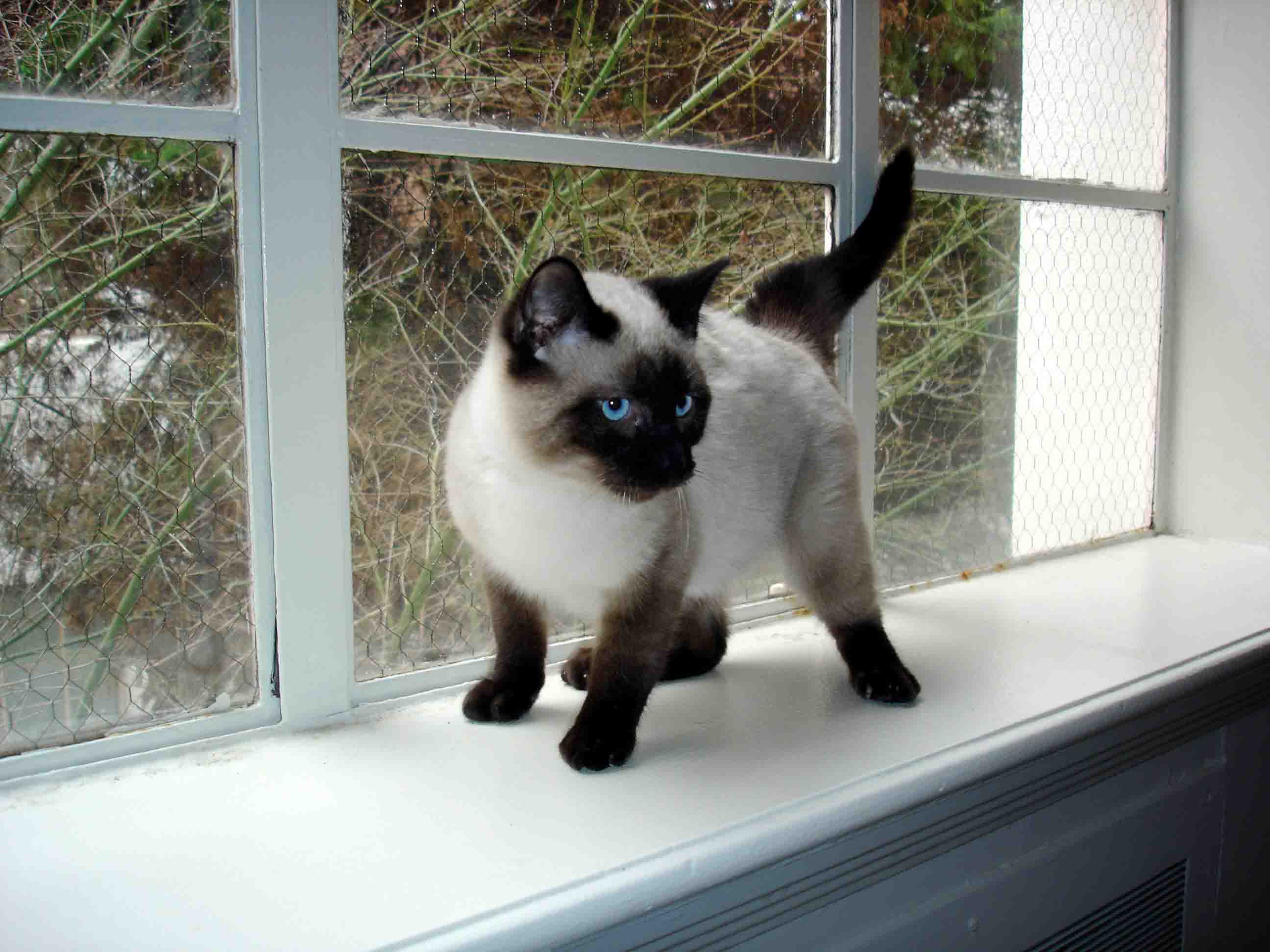 Baby Siamese Cat Pics