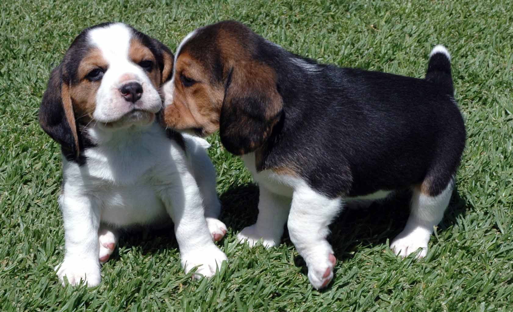Beagle Animals Wallpapers
