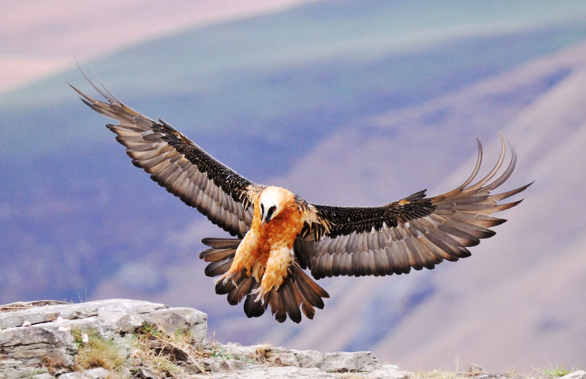 Bearded Vulture Flying Bird Pictures