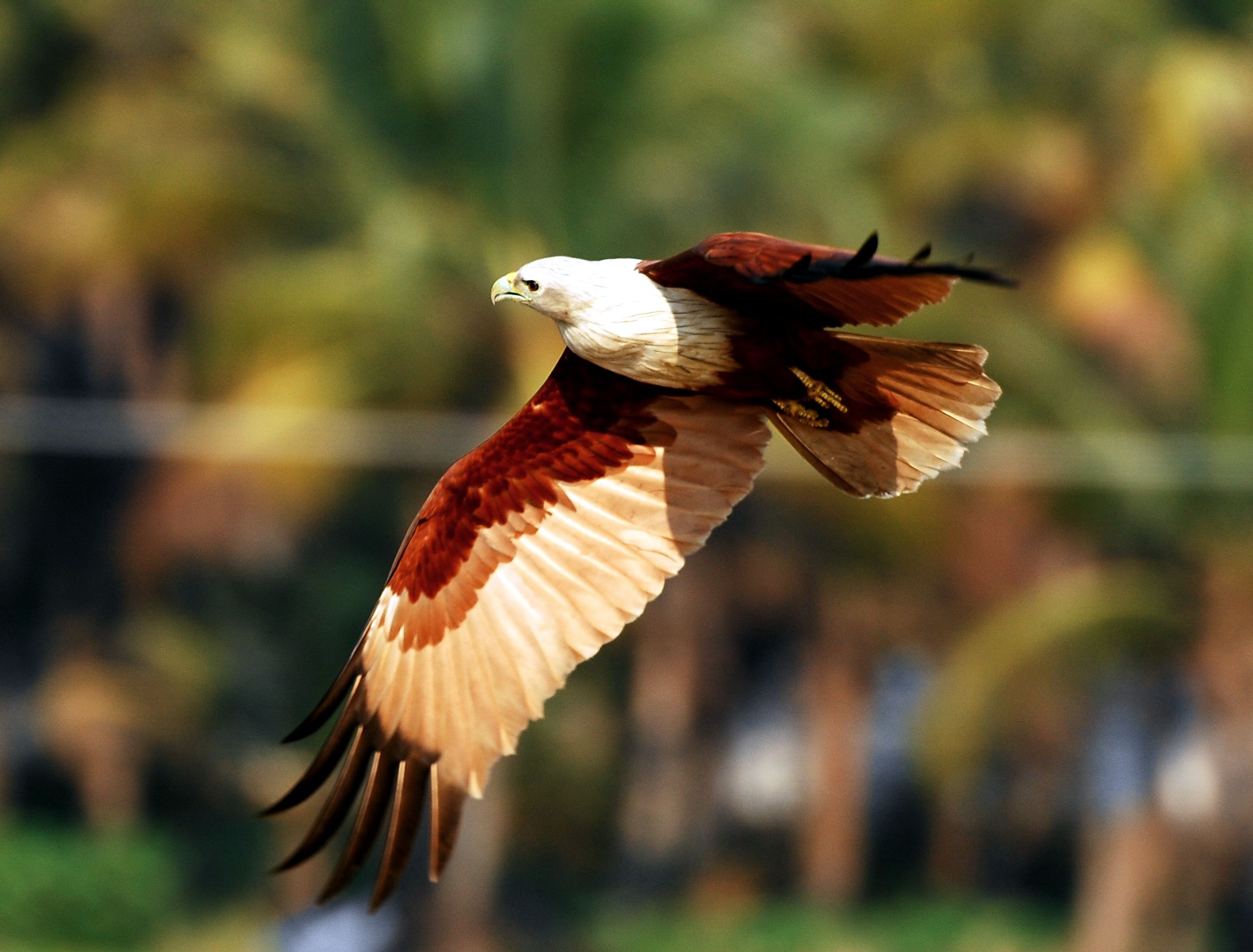 Bearded Vulture Flying Bird Stills
