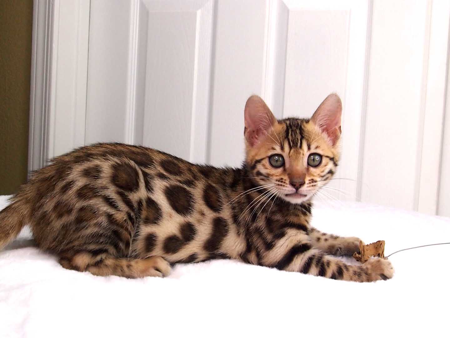 Bengal Cat Baby Pictures