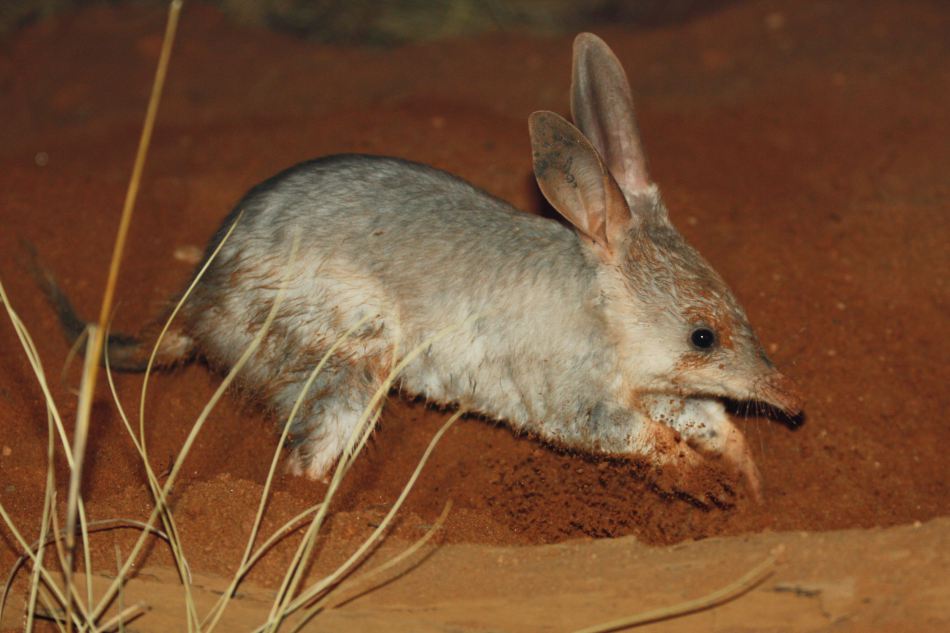 Bilby Animal Pictures
